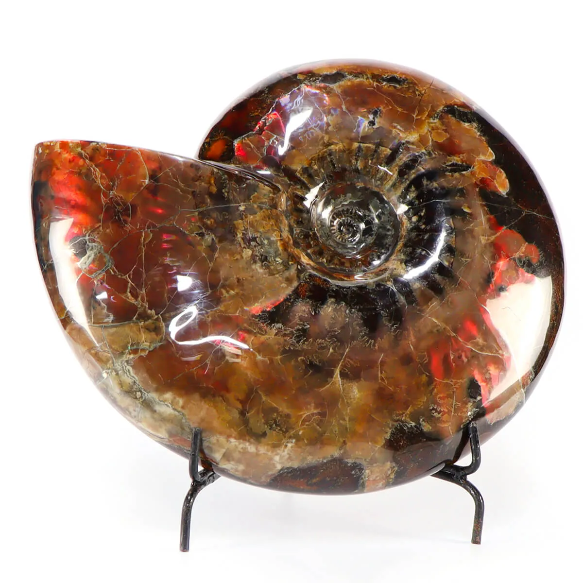 Ammonite Craspedodiscus Discofalcatus