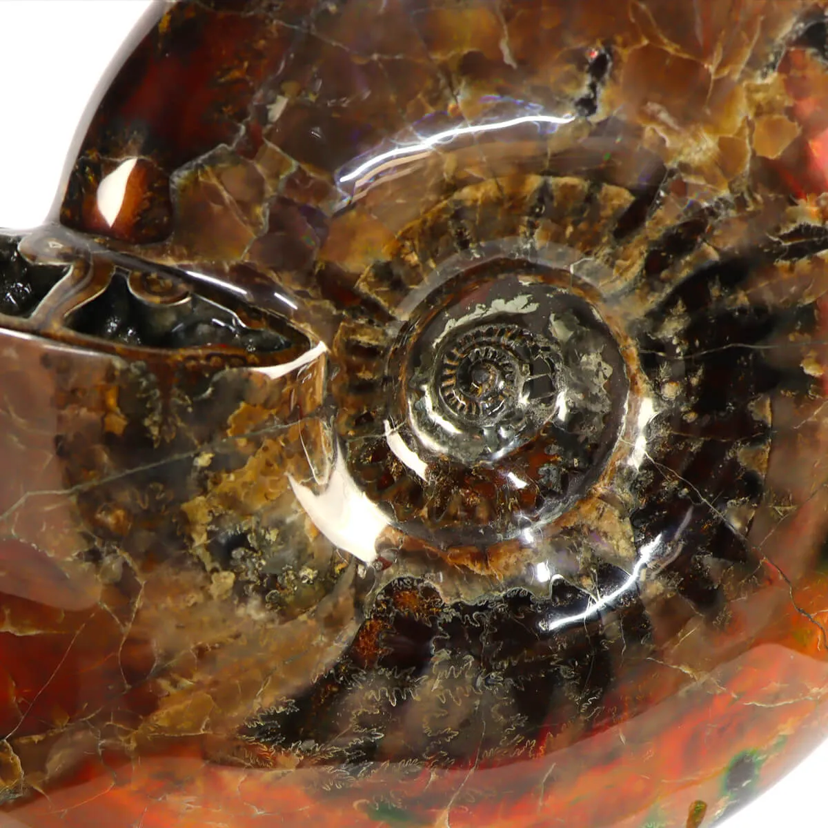 Ammonite Craspedodiscus Discofalcatus