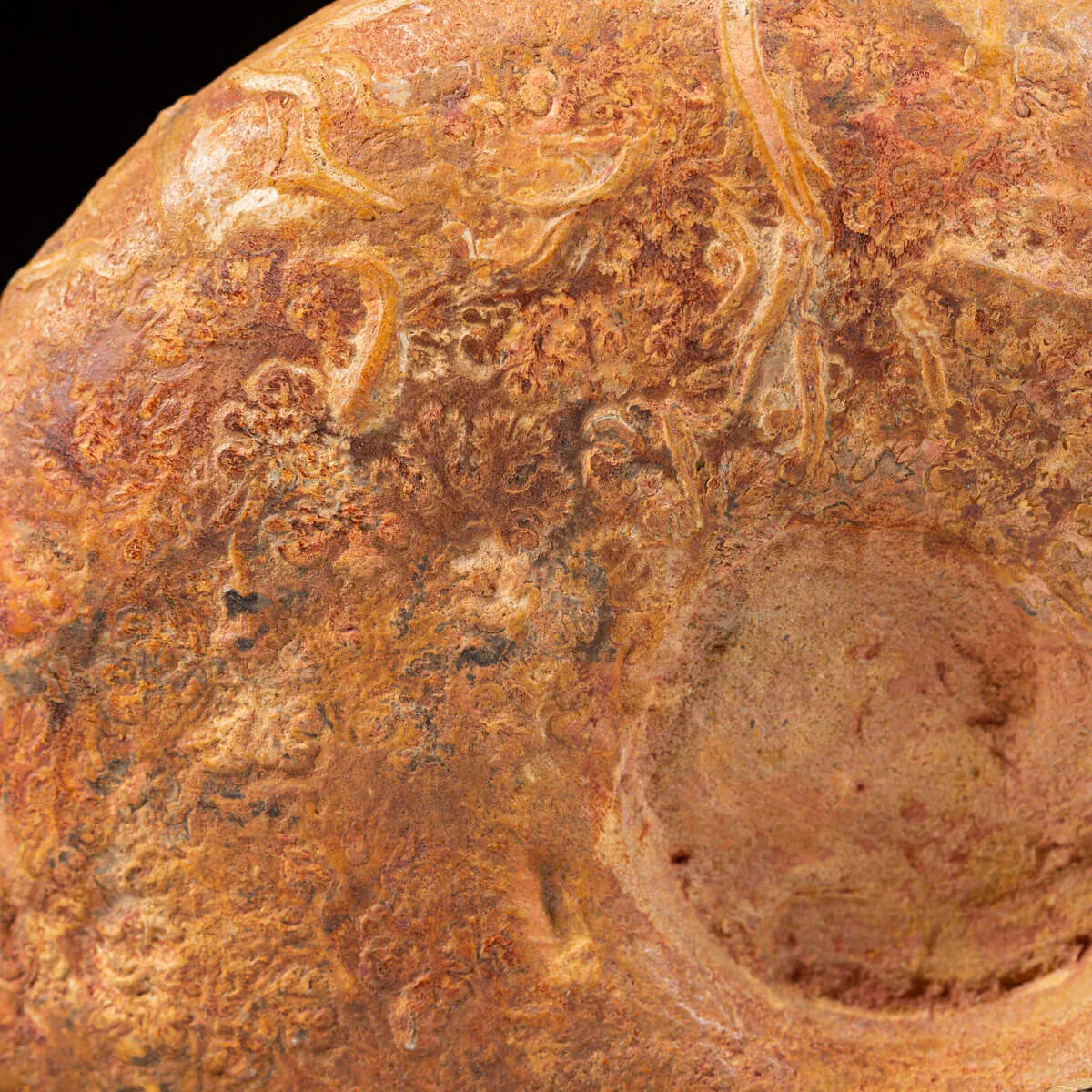 Ammonite Lytoceras Dilucidum
