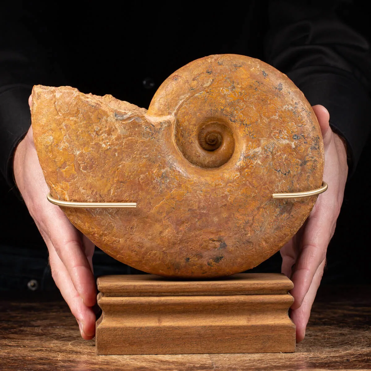 Ammonite Lytoceras Dilucidum
