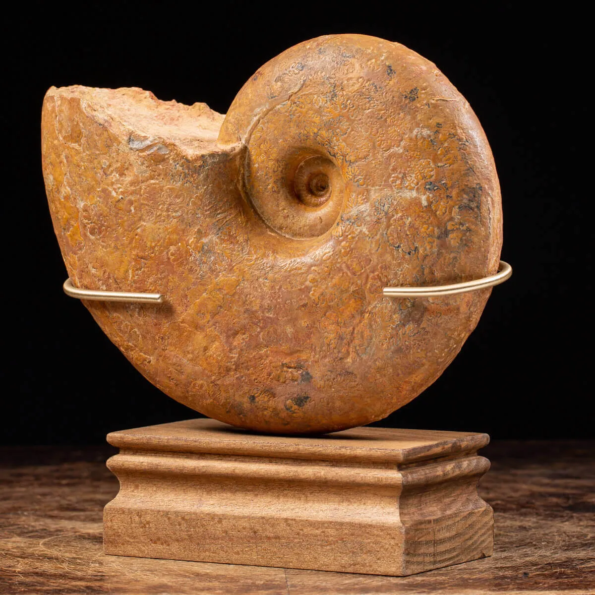 Ammonite Lytoceras Dilucidum