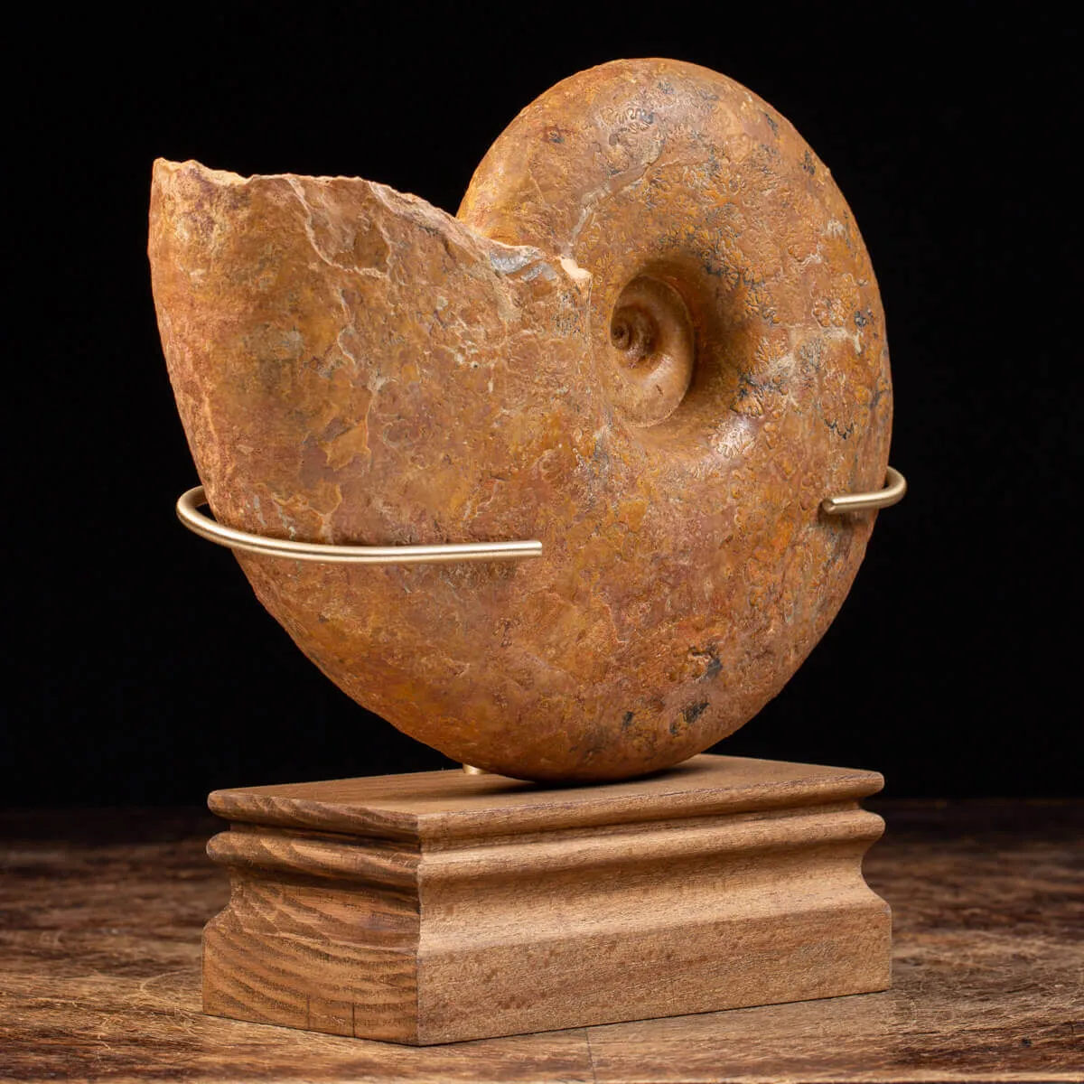 Ammonite Lytoceras Dilucidum
