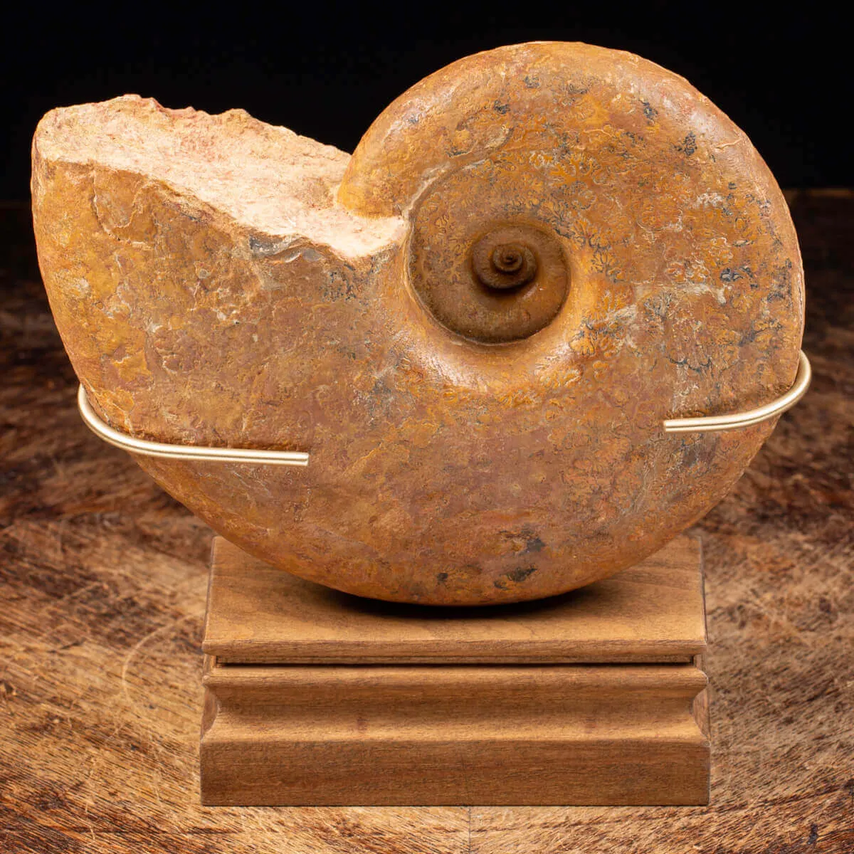 Ammonite Lytoceras Dilucidum