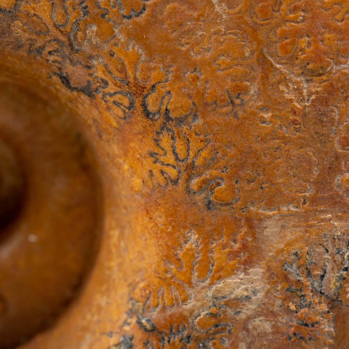Ammonite Lytoceras Dilucidum