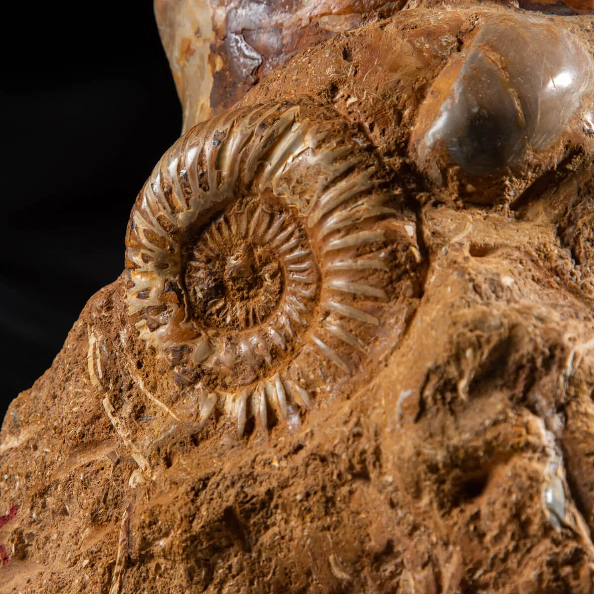 Ammonite Kranaosphinctes Sp.