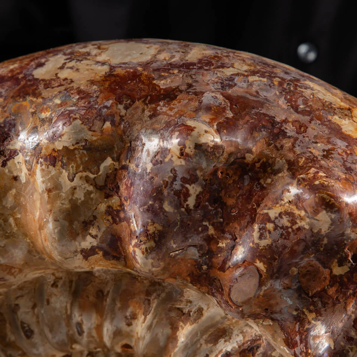 Ammonite Kranaosphinctes Sp.