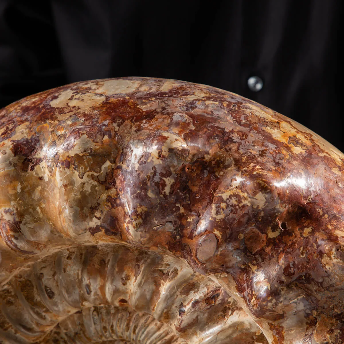 Ammonite Kranaosphinctes Sp.