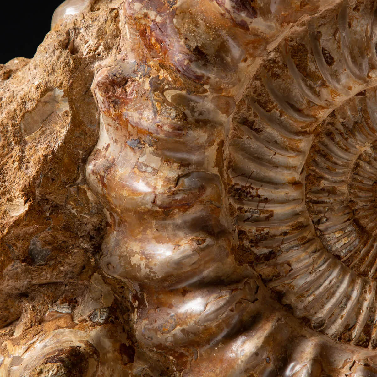 Ammonite Kranaosphinctes Sp.