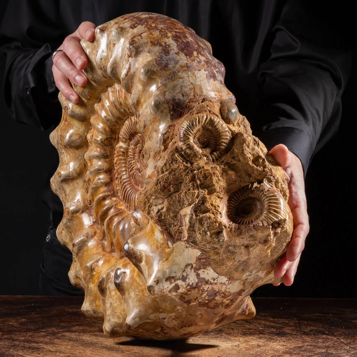 Ammonite Kranaosphinctes Sp.