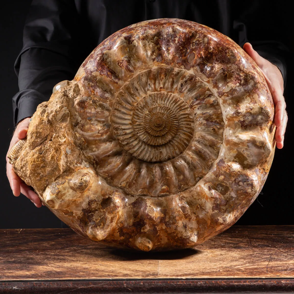 Ammonite Kranaosphinctes Sp.