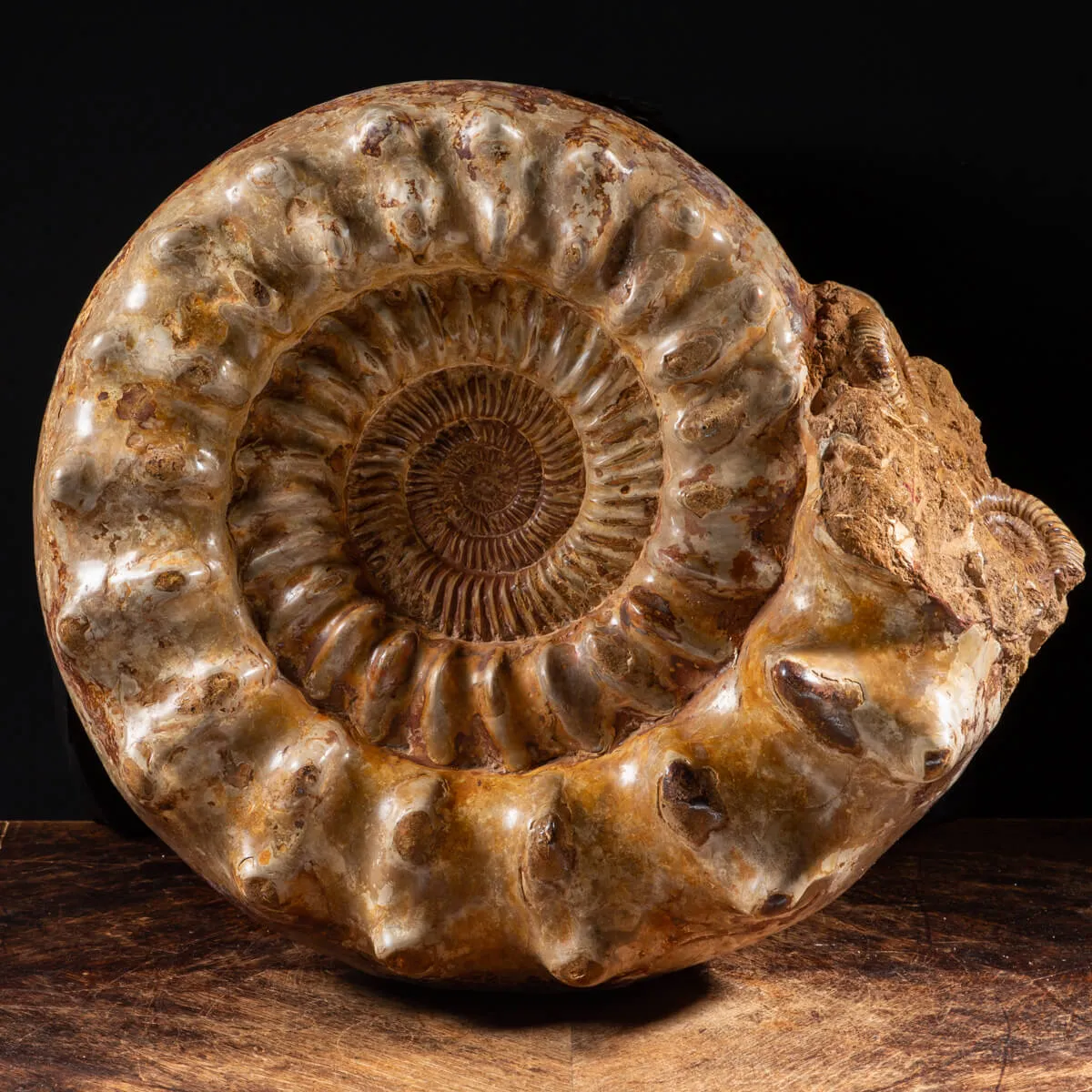 Ammonite Kranaosphinctes Sp.
