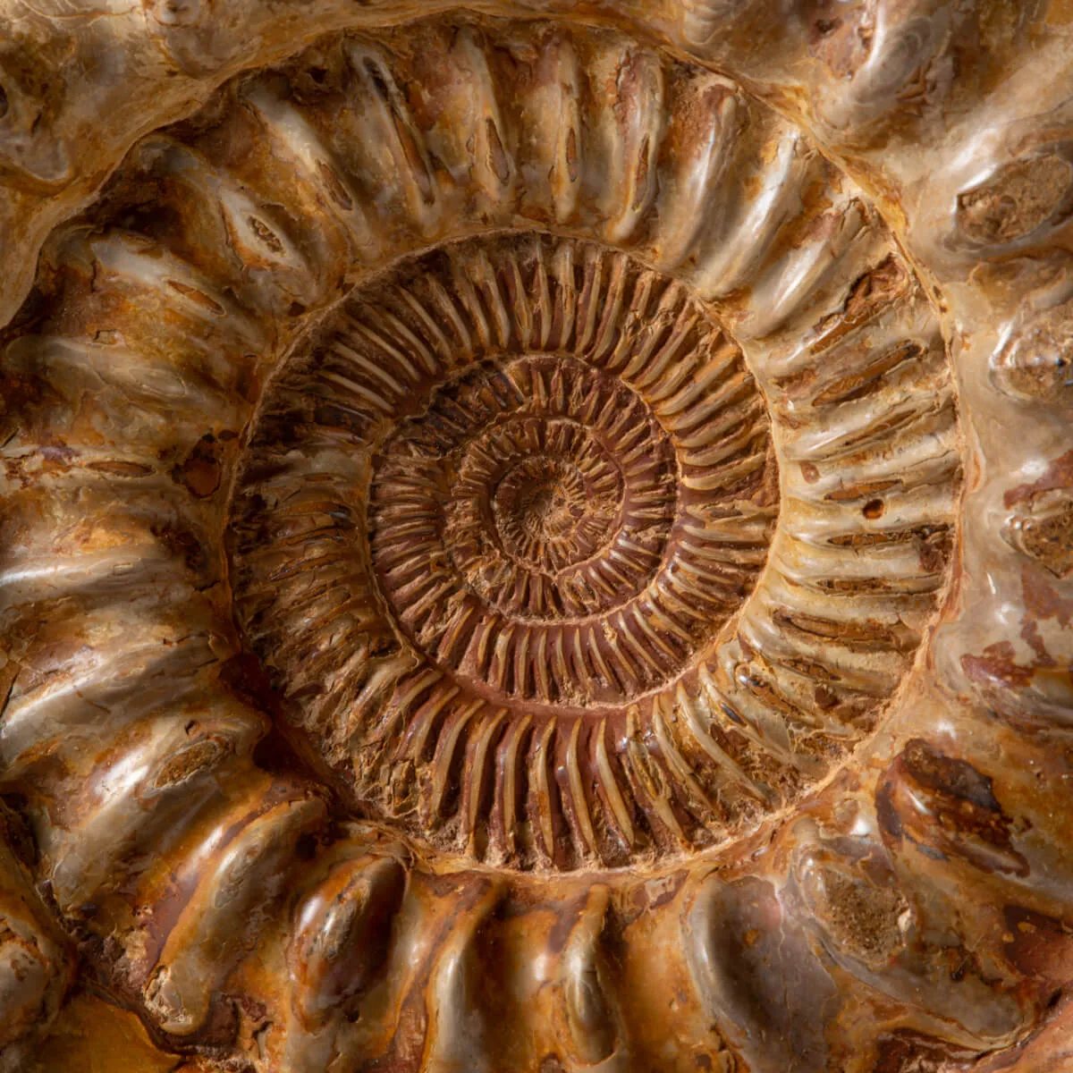 Ammonite Kranaosphinctes Sp.