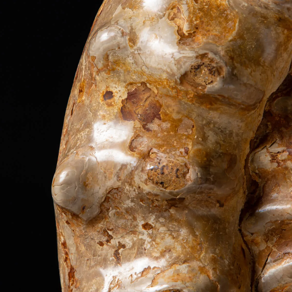 Ammonite Kranaosphinctes Sp.