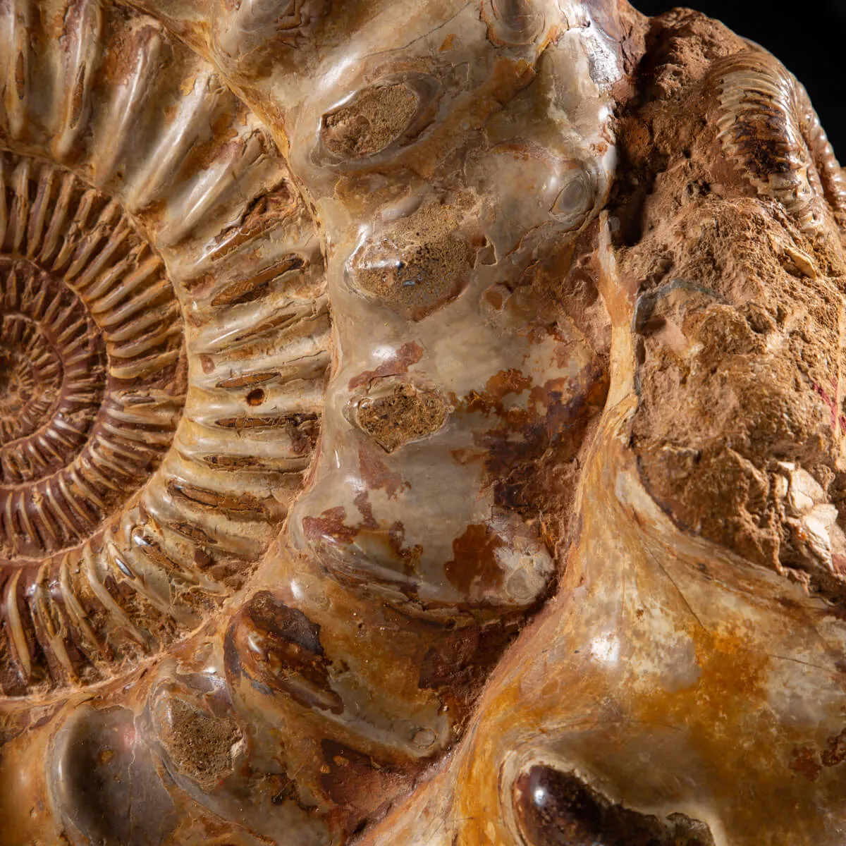 Ammonite Kranaosphinctes Sp.