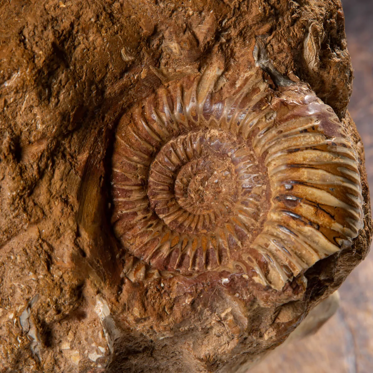 Ammonite Kranaosphinctes Sp.