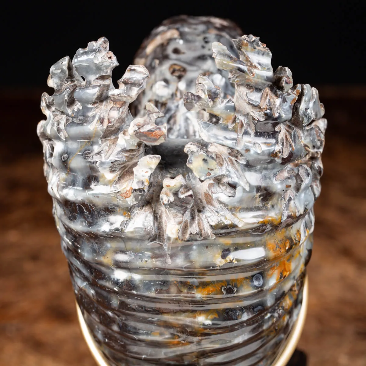 Ammonite Douvilleiceras