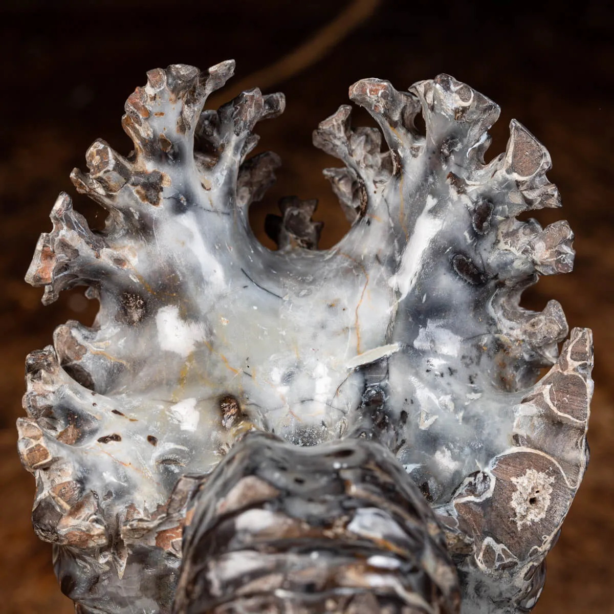 Ammonite Douvilleiceras