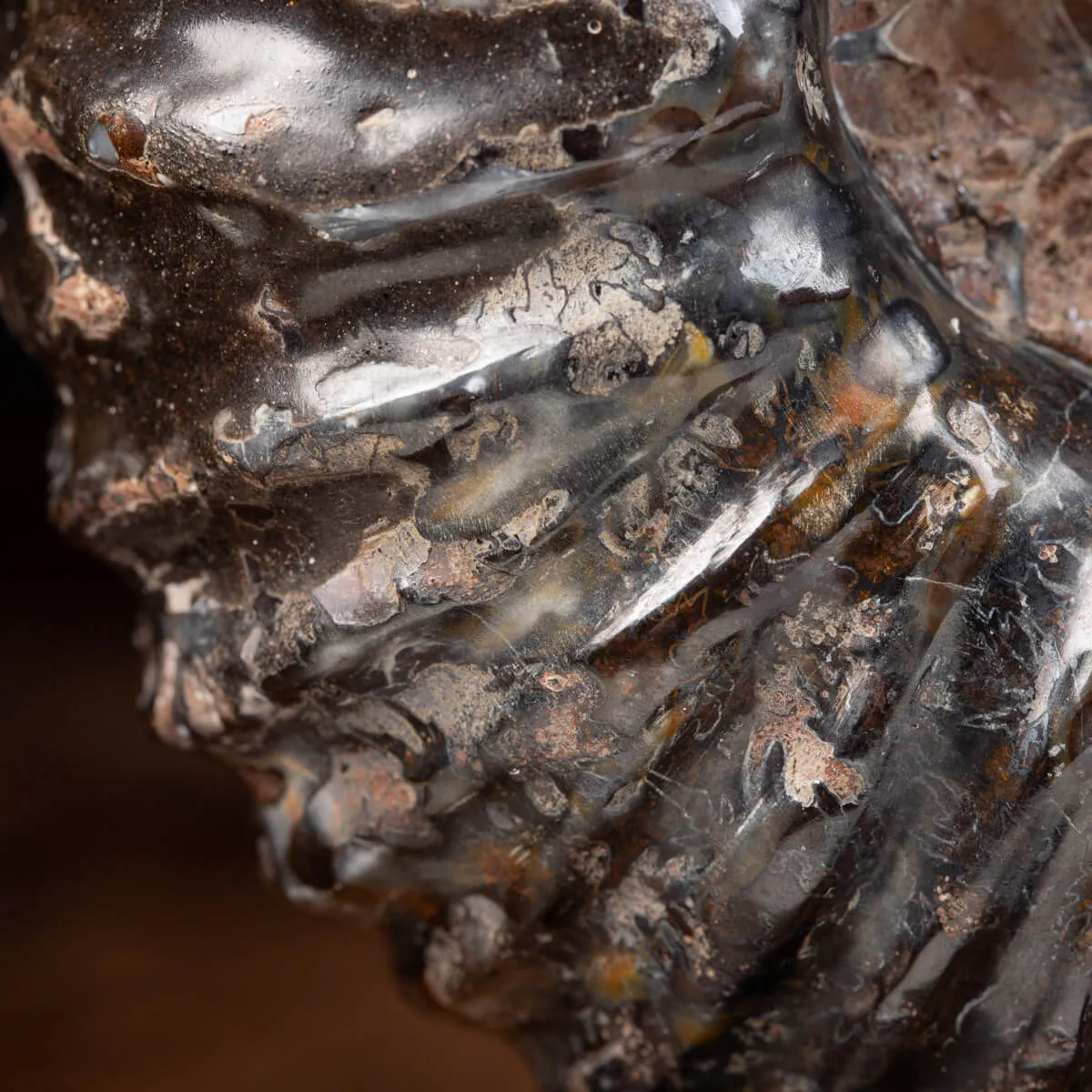 Ammonite Douvilleiceras