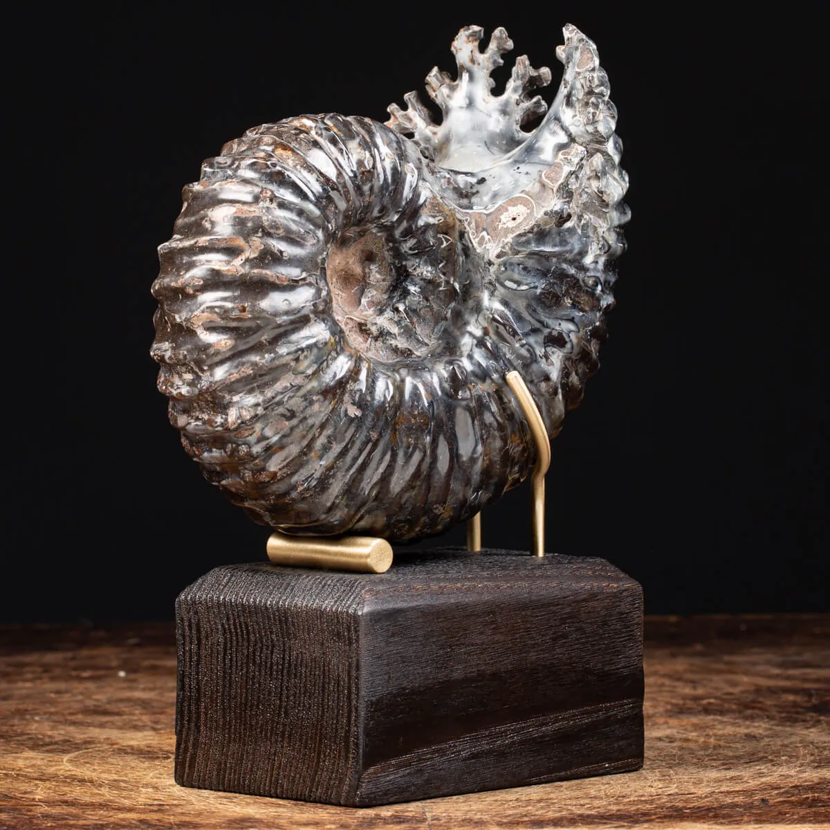 Ammonite Douvilleiceras