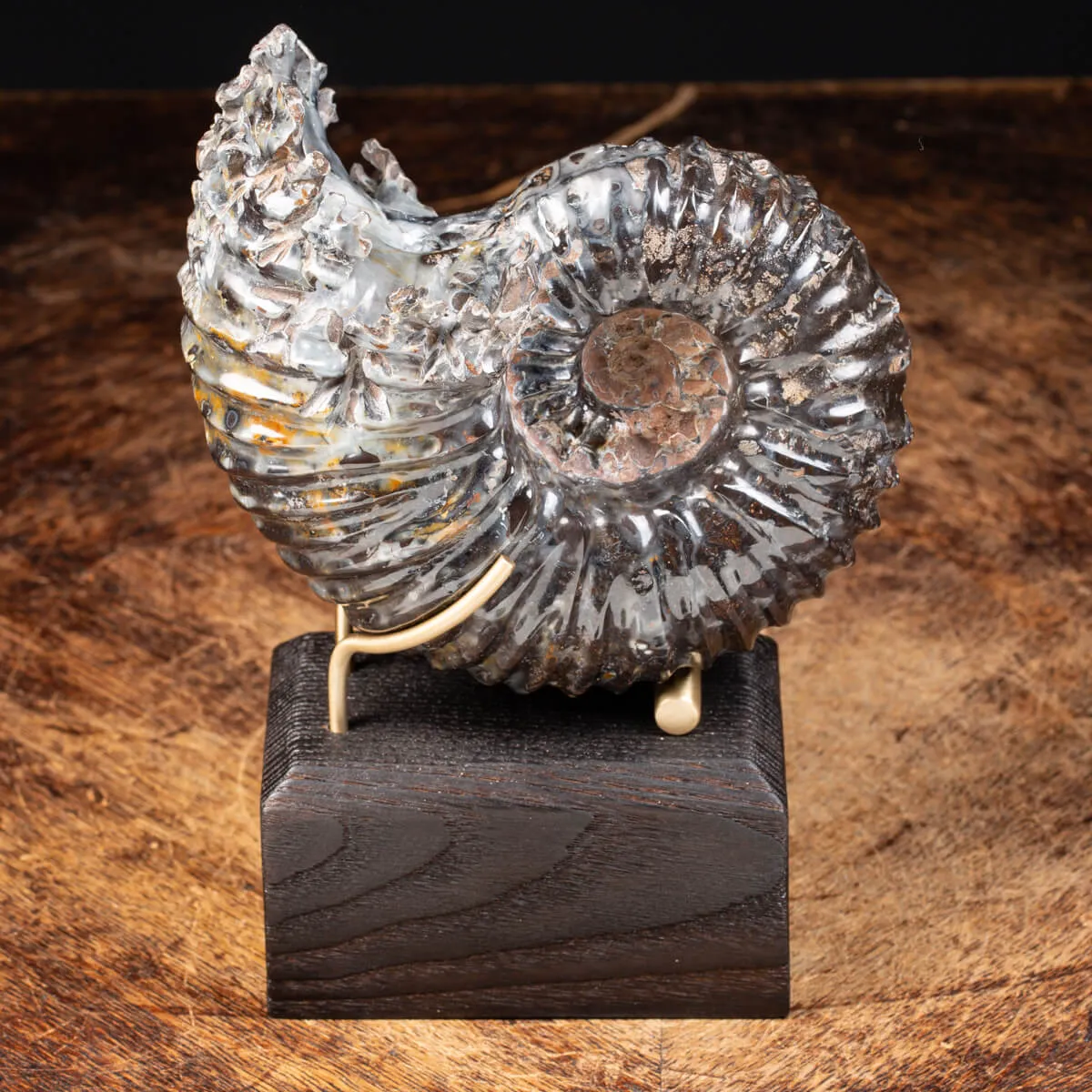 Ammonite Douvilleiceras