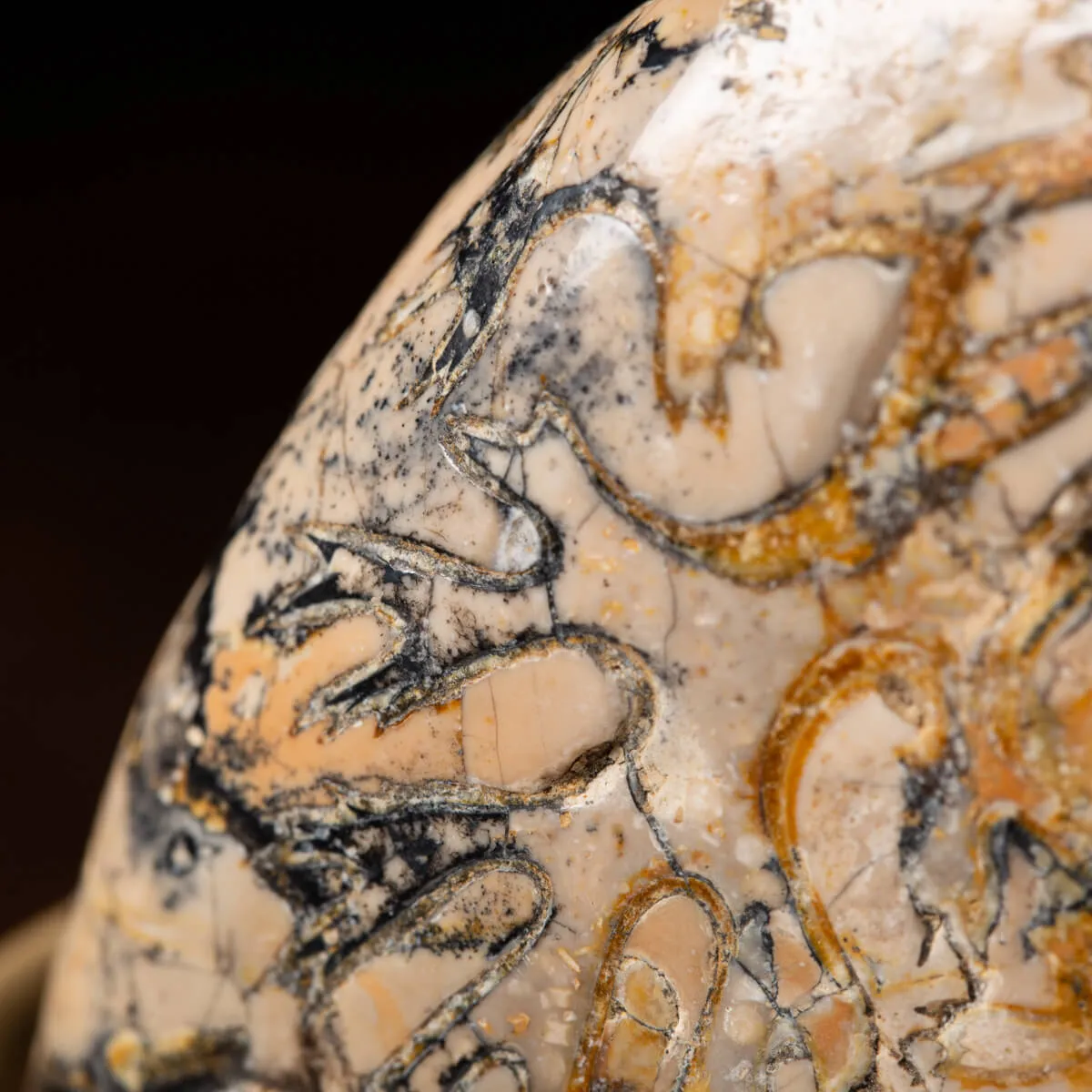 Ammonite Lytoceras