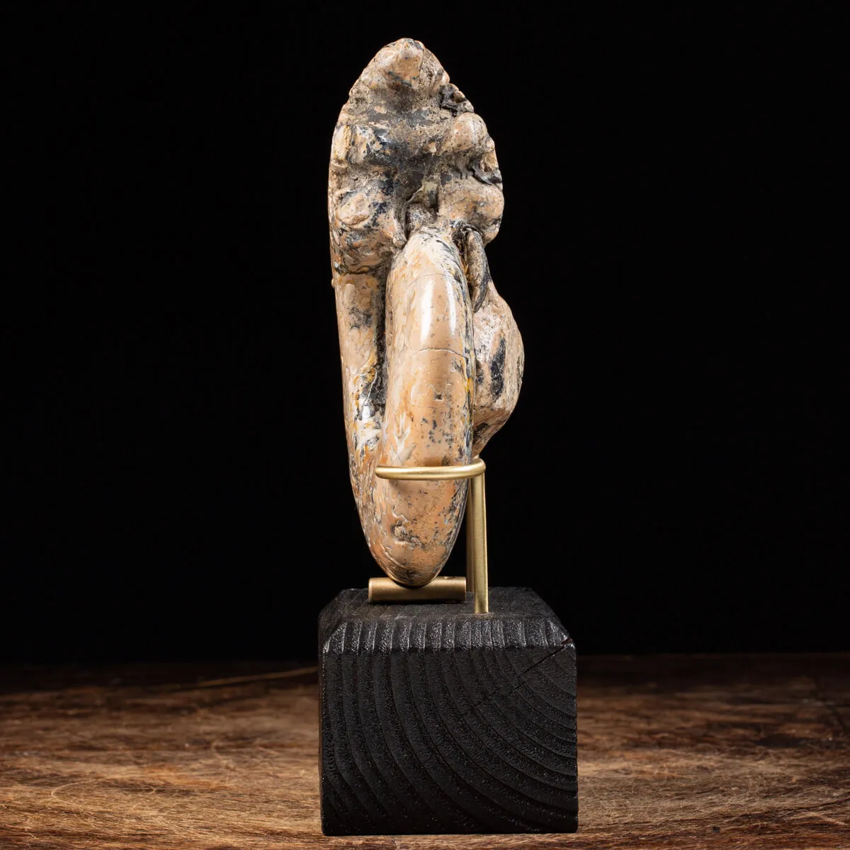 Ammonite Lytoceras