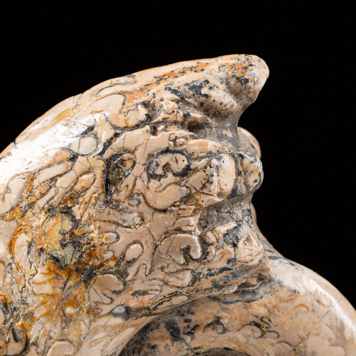 Ammonite Lytoceras