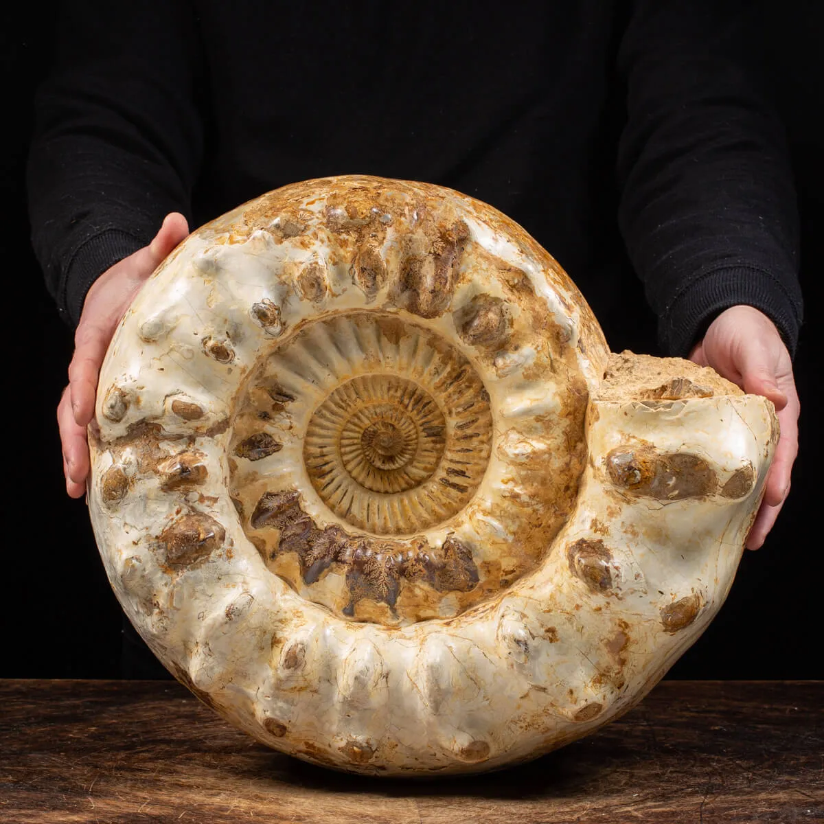 Ammonite Kranaosphinctes Sp.