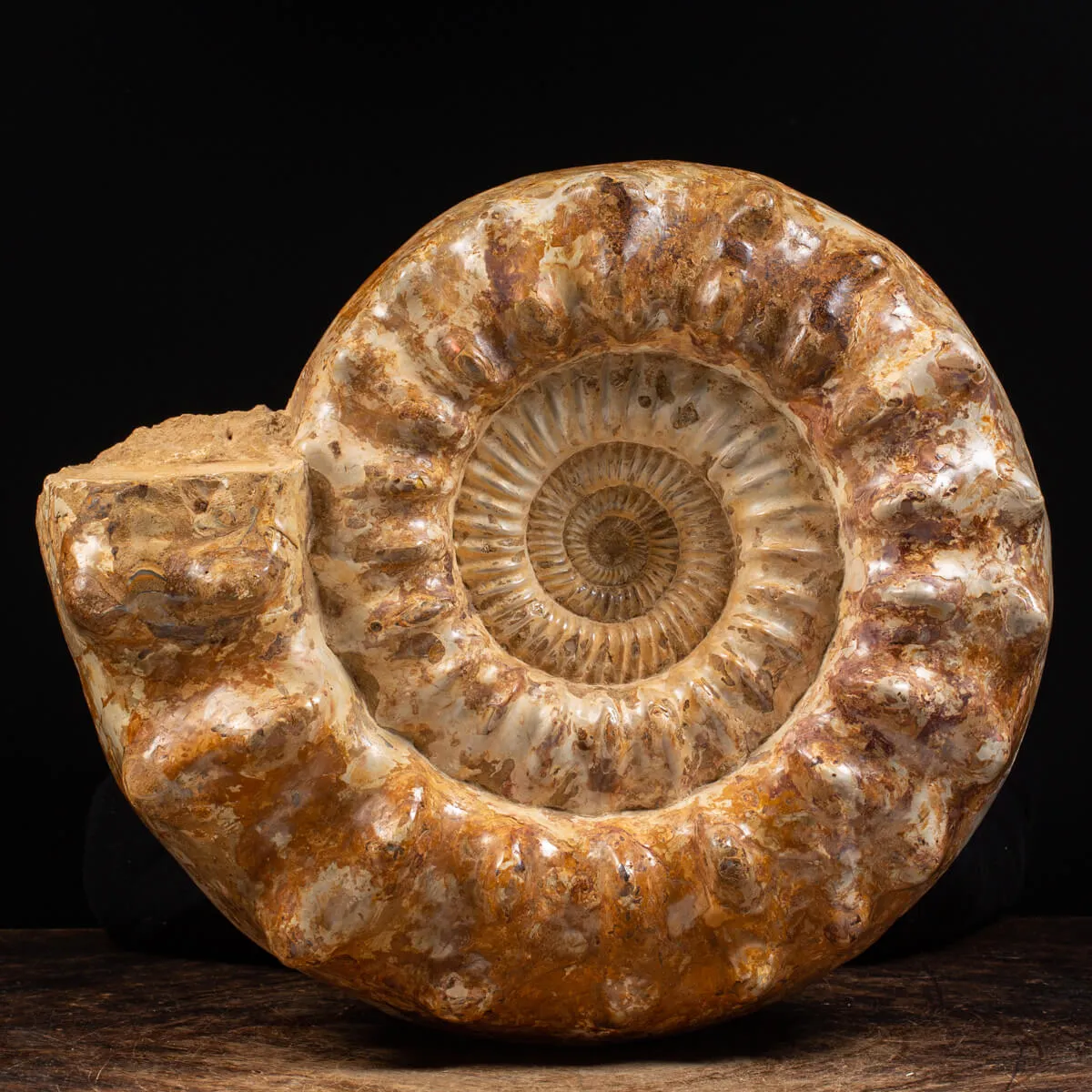 Ammonite Kranaosphinctes Sp.