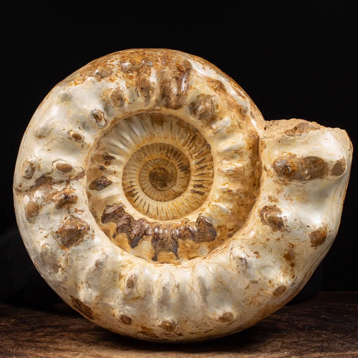 Ammonite Kranaosphinctes Sp.