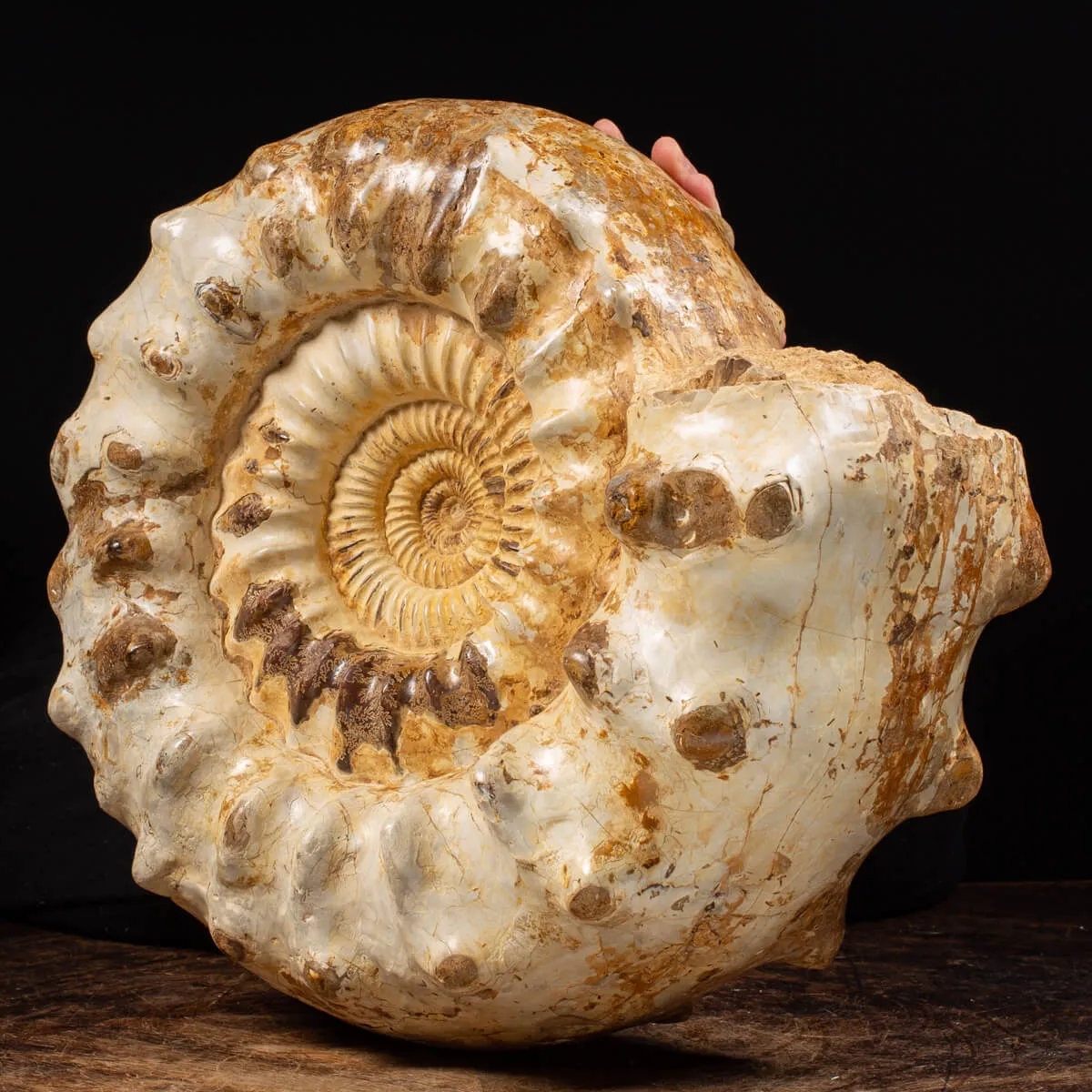 Ammonite Kranaosphinctes Sp.