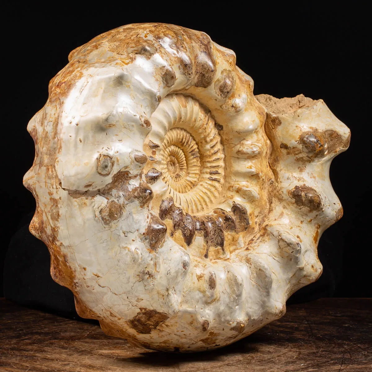 Ammonite Kranaosphinctes Sp.