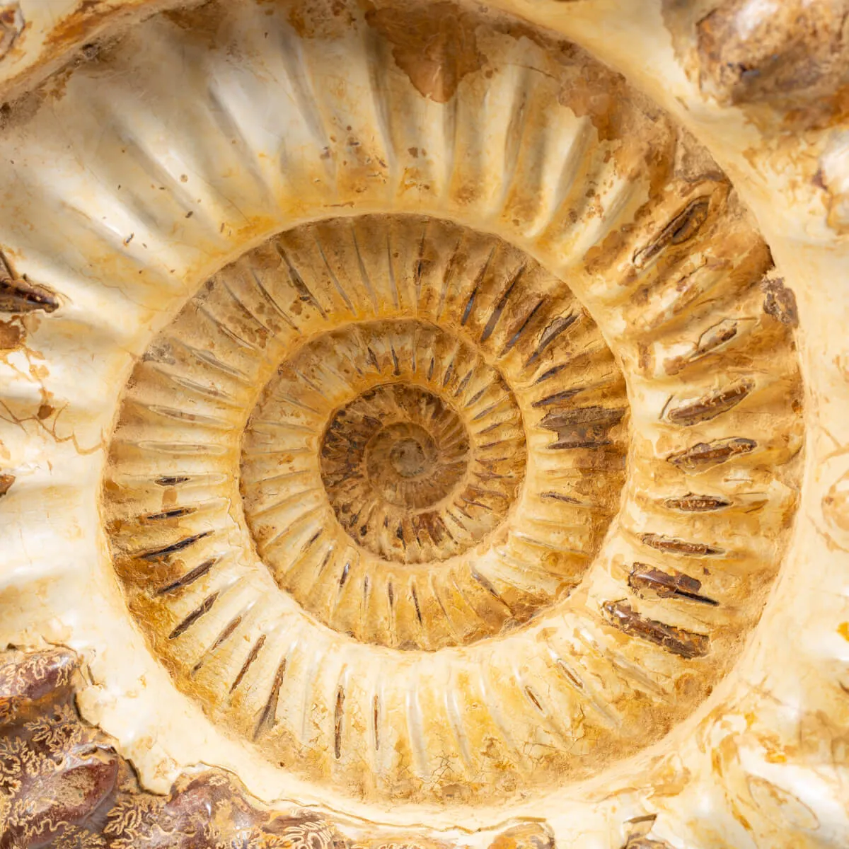 Ammonite Kranaosphinctes Sp.
