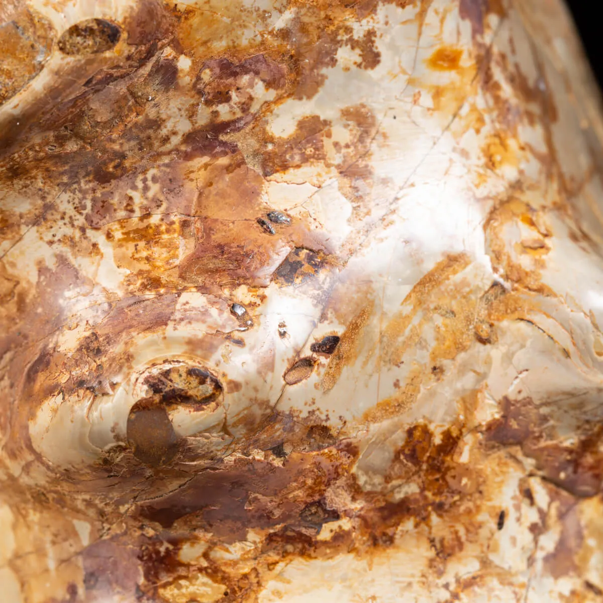 Ammonite Kranaosphinctes Sp.