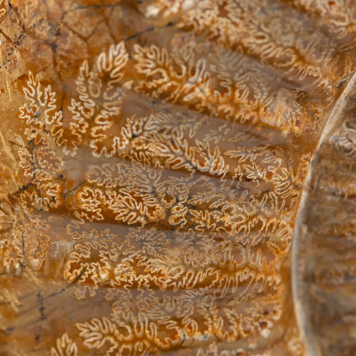 Ammonite Douvilleiceras