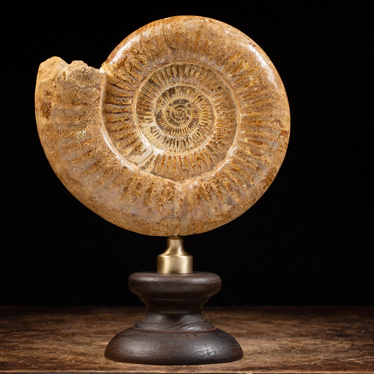 Ammonite Douvilleiceras