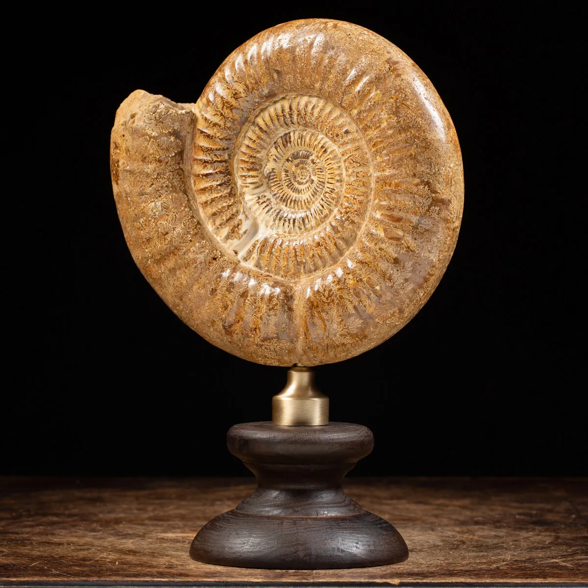 Ammonite Douvilleiceras