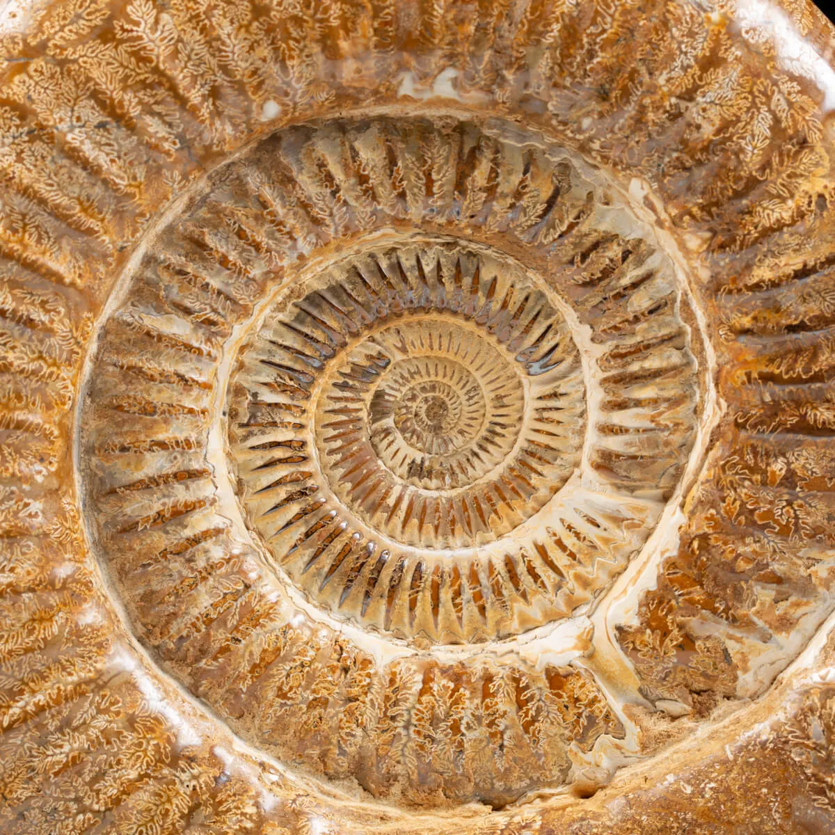 Ammonite Douvilleiceras