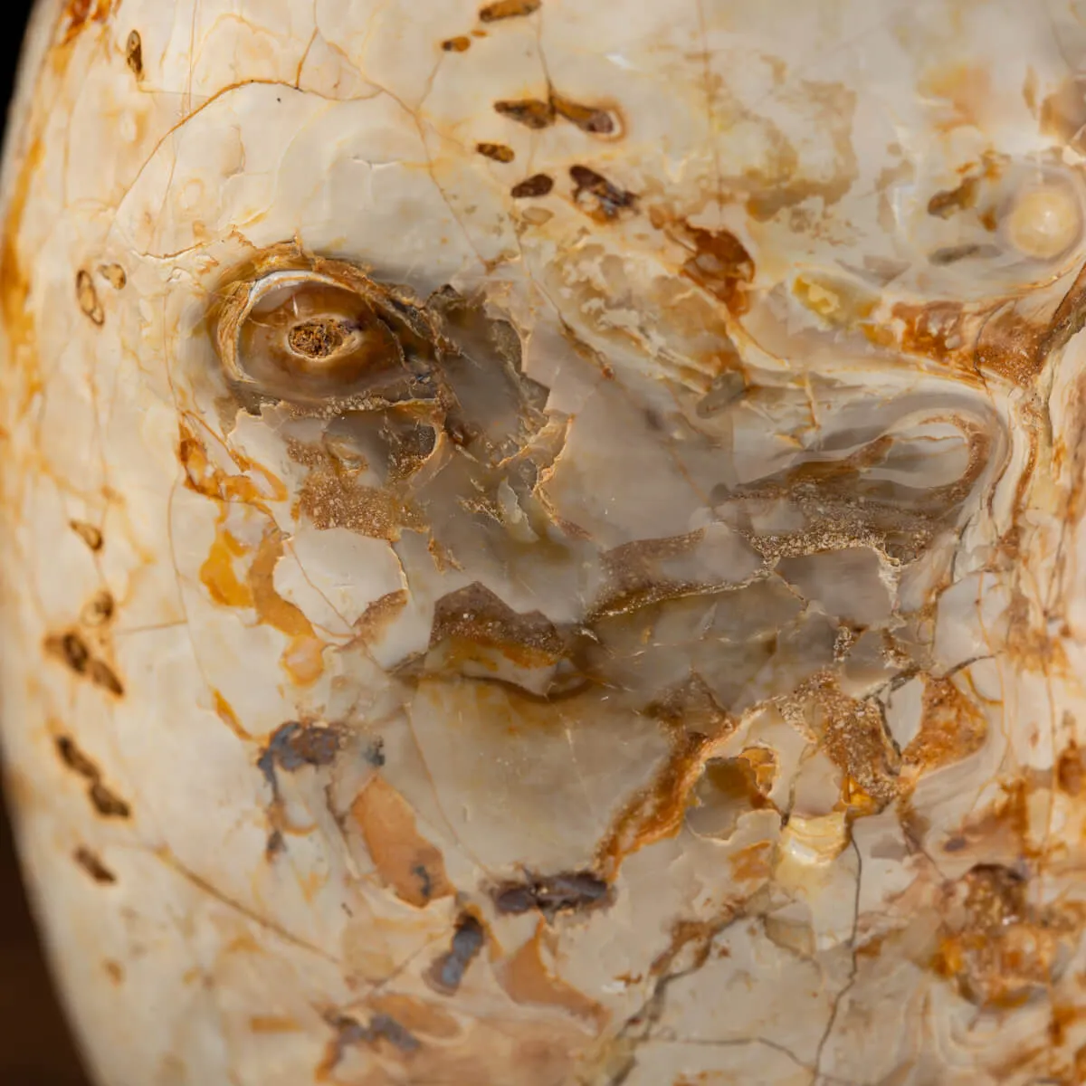 Ammonite Douvilleiceras
