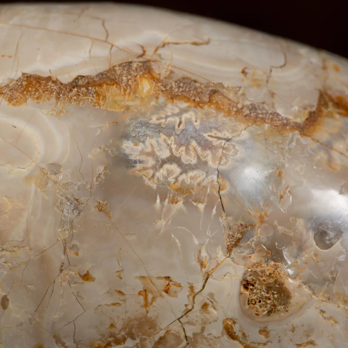 Ammonite Douvilleiceras