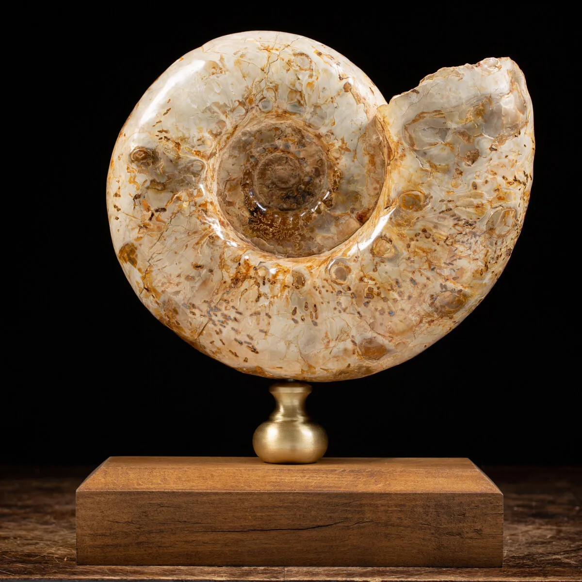 Ammonite Douvilleiceras