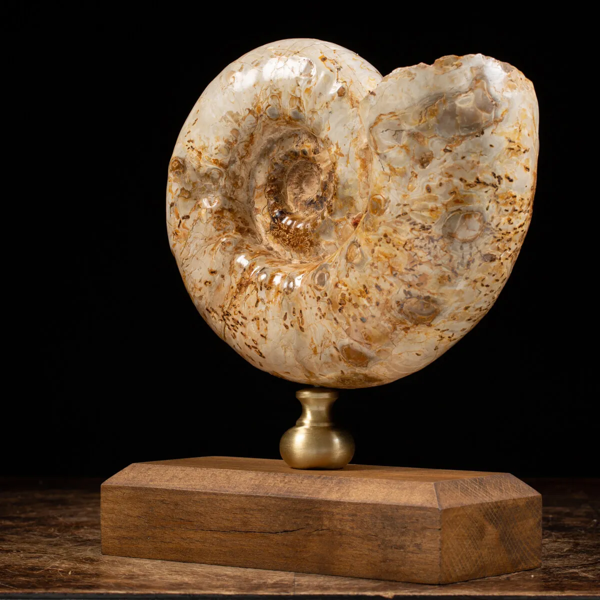 Ammonite Douvilleiceras