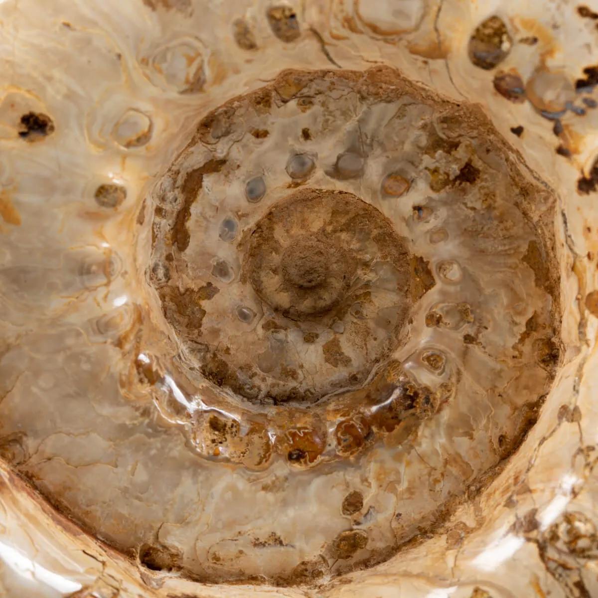 Ammonite Douvilleiceras