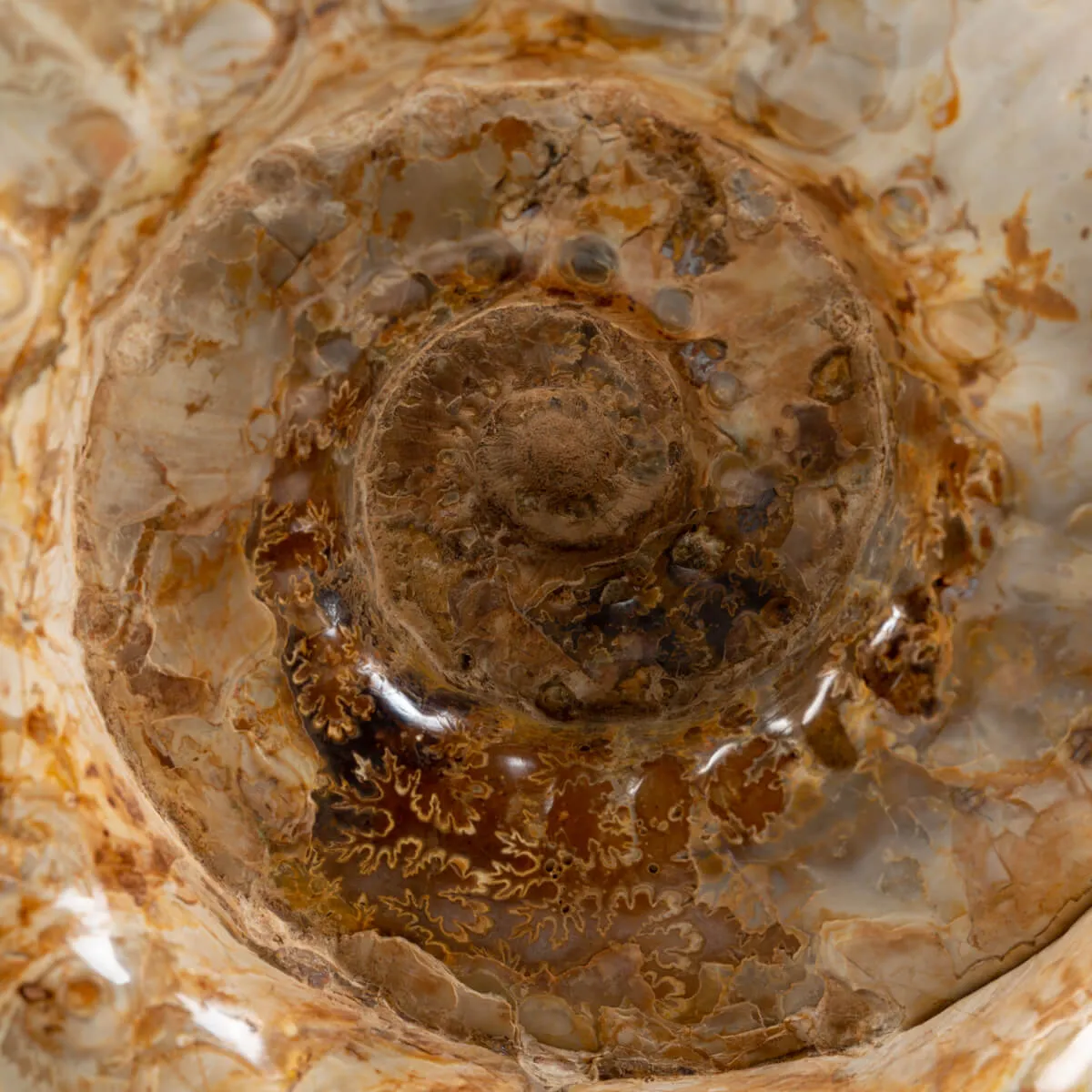 Ammonite Douvilleiceras