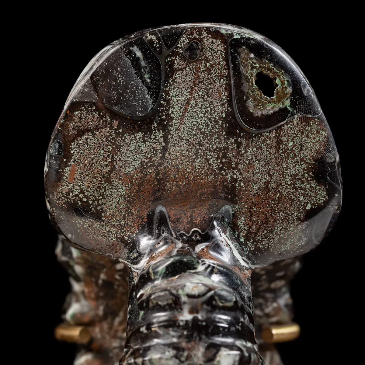 Ammonite Douvilleiceras