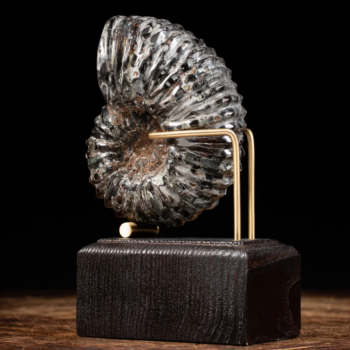 Ammonite Douvilleiceras