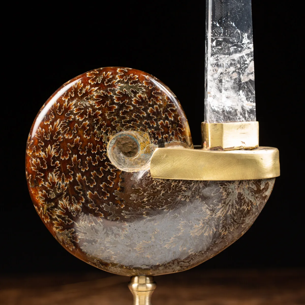 Ammonite Cleoniceras con punta di Quarzo