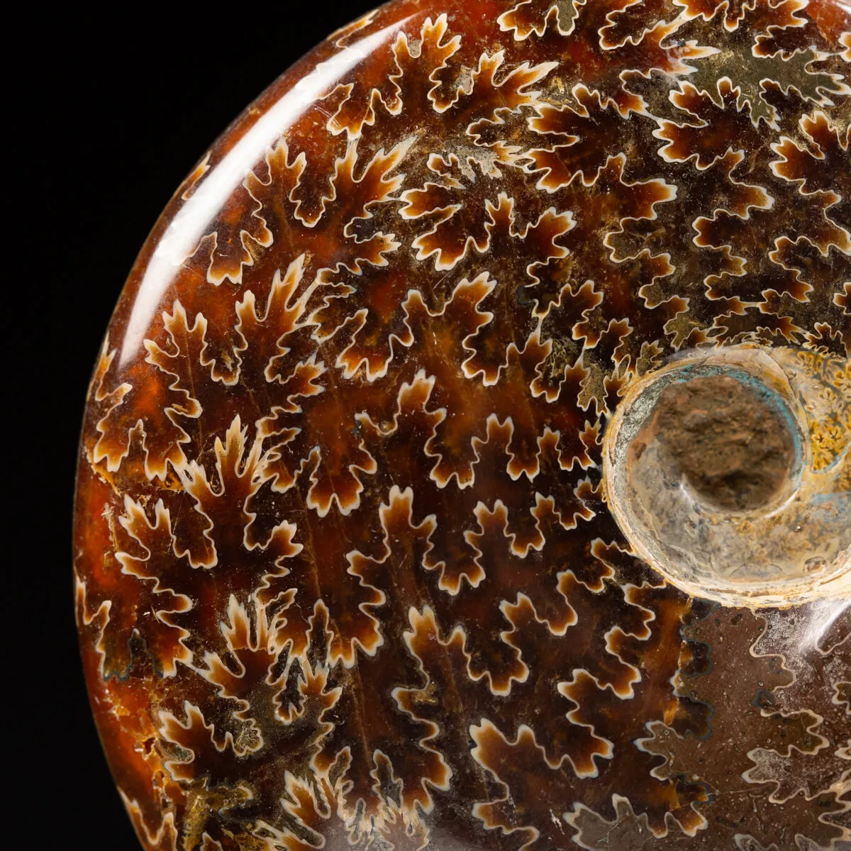Ammonite Cleoniceras con punta di Quarzo