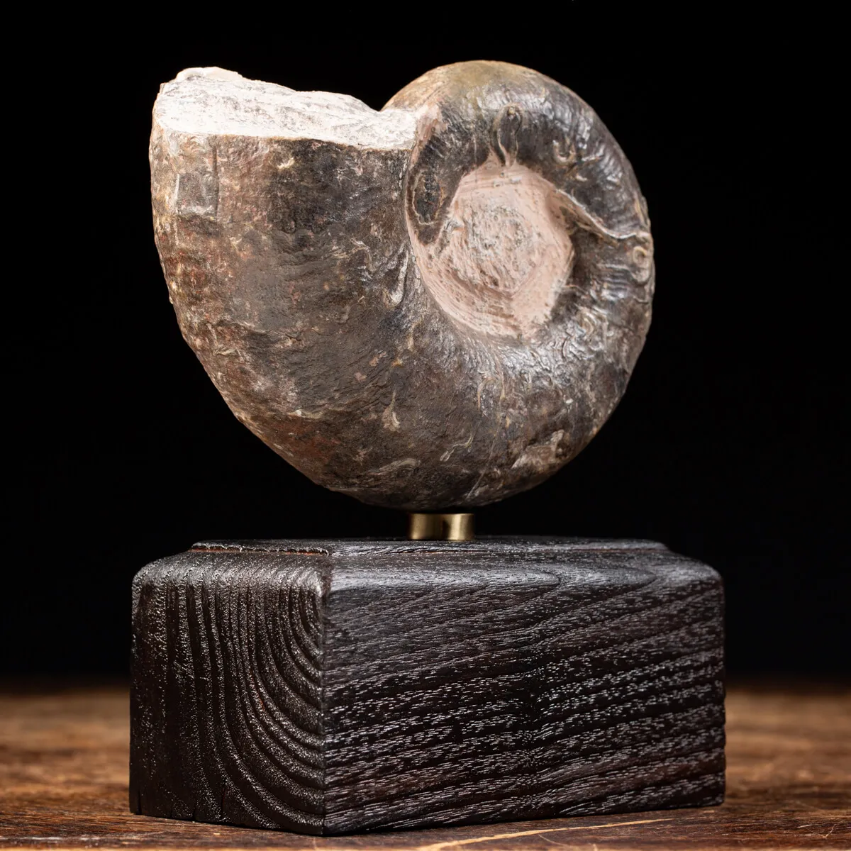 Ammonite Lytoceras Fimbriatum