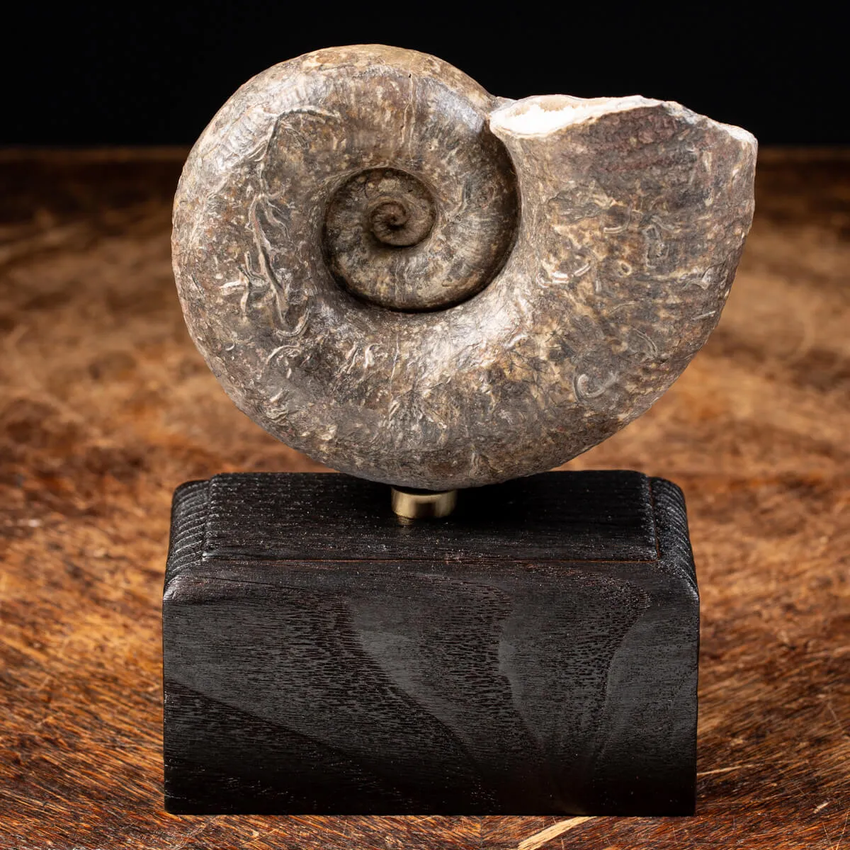 Ammonite Lytoceras Fimbriatum